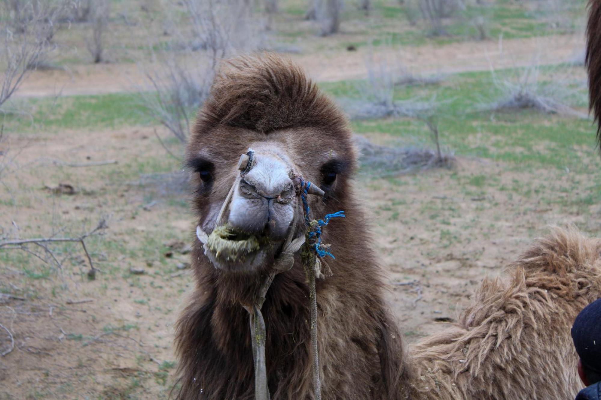 ホテル Authentic Uzbek Yurt Camp Eco-Friendly Nurota エクステリア 写真